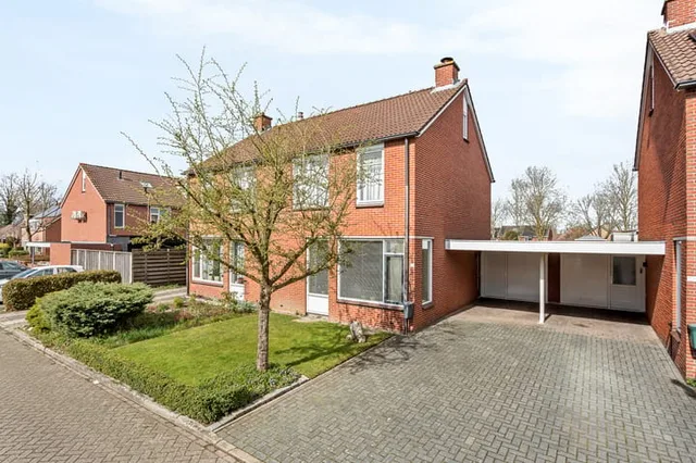 Engelwortel 15