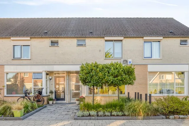 Korenbloem 4