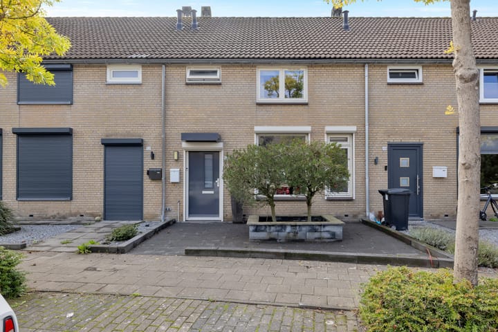 Roerdomp 50