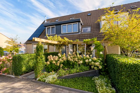 Korenbloem 15