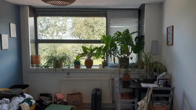 Dijkwacht