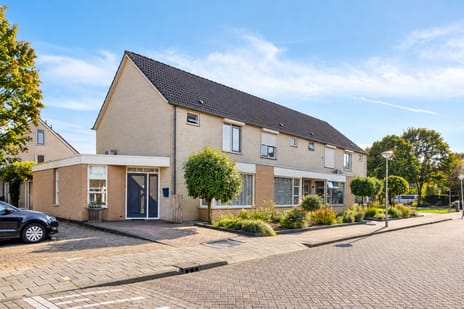 Korenbloem 8