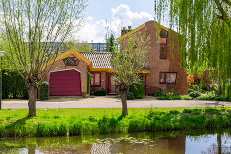 Knobbelzwaan 4