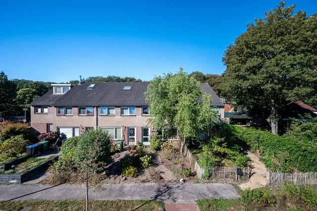 Boerhoorn 3